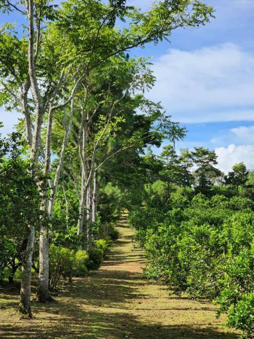Hospedaje Finca Agroturistica Dona Rufa Rio Sereno Bagian luar foto